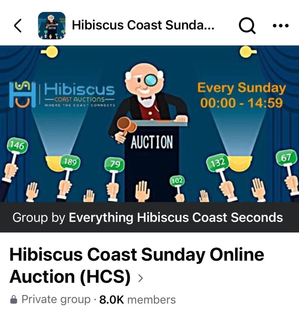 auction sunday funday hibiscus coast