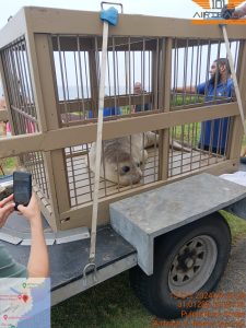 Rocky the Elephant Seal: A South Coast Success Story