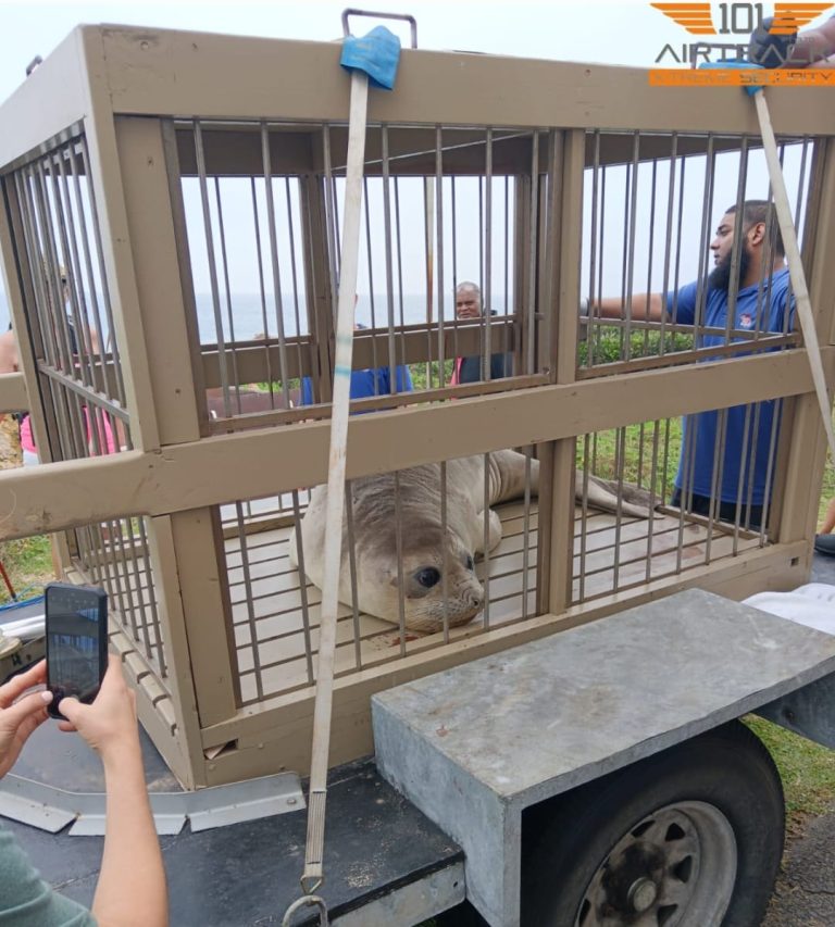 A stranded Southern elephant seal, Rocky, was successfully rescued by the South Coast community. Local volunteers, along with organizations like Airtrack Extremes and SAAMBR, worked tirelessly to ensure his safety and well-being. Rocky is now receiving expert care at uShaka Marine World, with plans for his eventual return to his natural habitat.