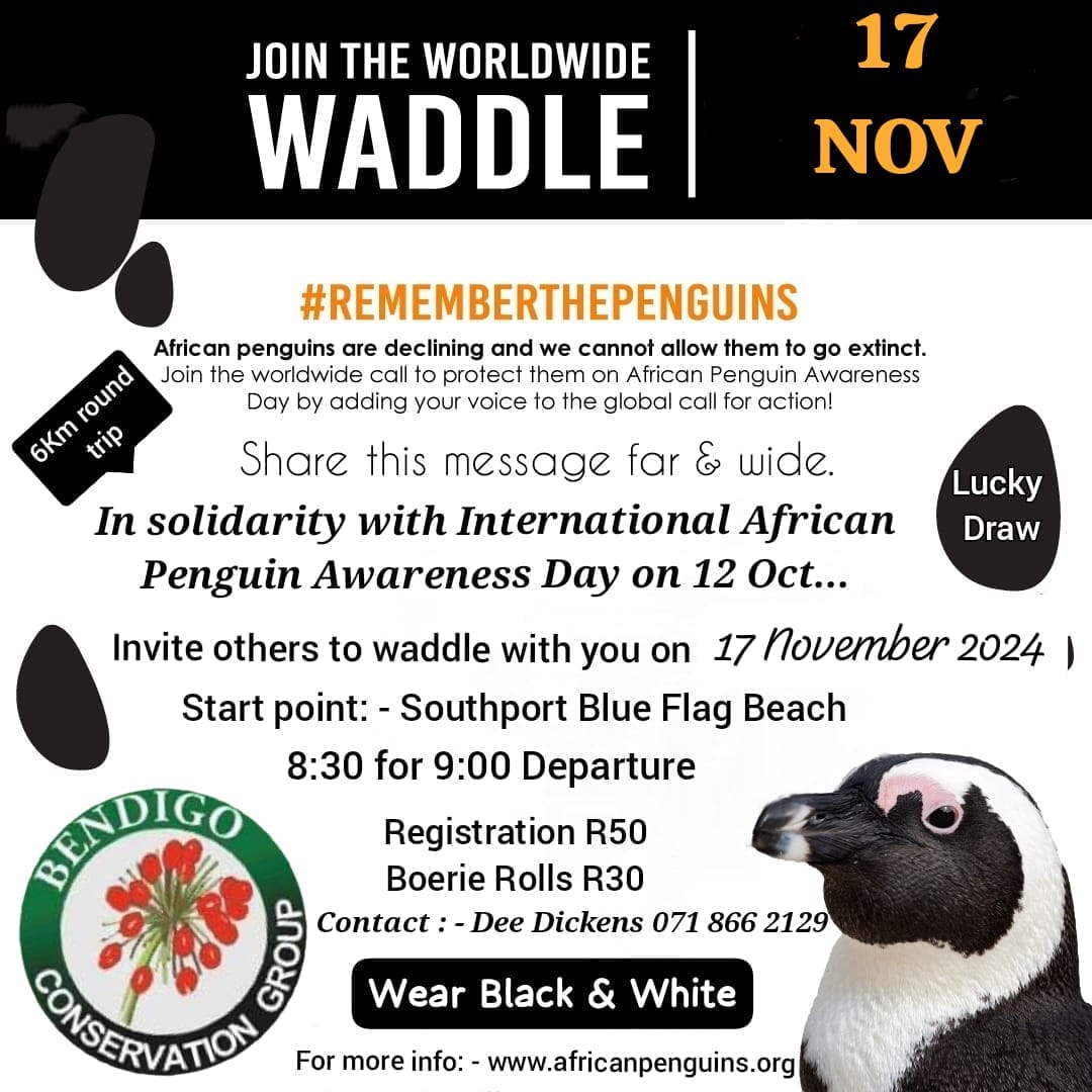 alling all penguin enthusiasts, animal lovers, and waddle warriors! Get ready to lace up those sneakers and don your best black-and-white attire for an incredible cause — the Worldwide Waddle in solidarity with International African Penguin Awareness Day! 🌊 Where and When? Date: November 17, 2024 Start Point: Southport Blue Flag Beach Time: Gather at 8:30 AM for a 9:00 AM departure 🦢 What’s the Buzz? African penguins are on the decline, and we simply can’t let them waddle off into extinction! Join us on this fun-filled 6 km round trip walk to spread awareness and support their protection. Add your voice to the global movement, and let’s make sure these charming birds stick around! 💰 Details: Registration: R50 (all proceeds support conservation efforts) Boerie Rolls: Deliciousness for R30 Lucky Draw: Because who doesn’t love surprises? 🖤🤍 Dress Code: Show off your penguin pride and wear black and white! Whether you’re waddling, strutting, or just strolling for a cause, bring your friends, your energy, and your love for our feathered friends. Let’s make this a day to remember — for you and the penguins! 📞 For more info, contact Dee Dickens at 071 866 2129 or visit www.africanpenguins.org. Get ready to waddle, giggle, and fight for a future filled with penguin joy!